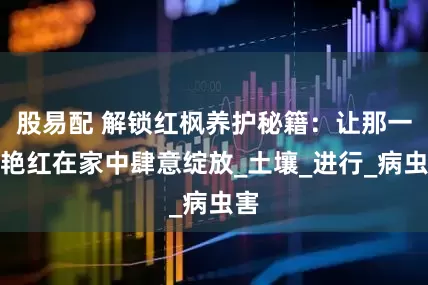 股易配 解锁红枫养护秘籍：让那一抹艳红在家中肆意绽放_土壤_进行_病虫害